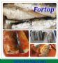 best quality canned mackerel fish in low price